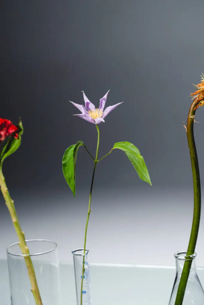 arômes et parfums floraux